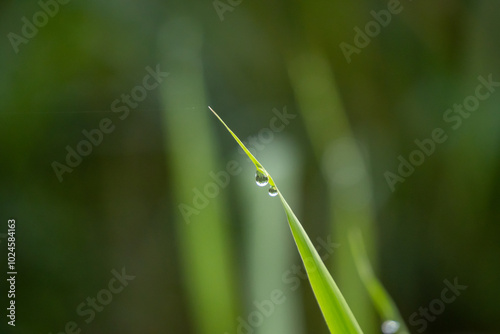 Water drops on grass