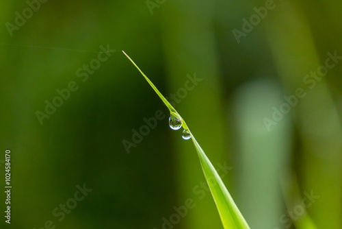 Grass with dew drops