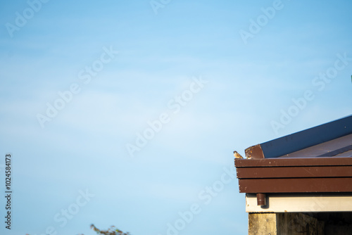 Sparrow in the roof with sky background