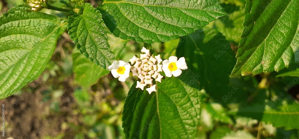 White Lantana Camara Flowers Blossom on Green Leaves Background White Lantana Camara Flowers Blossom on Green Leaves Background