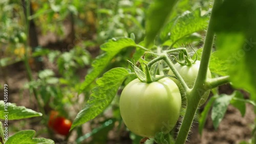 A field with bushes of green tomatoes. Close-up of a branch with an underripe tomato. Close-up. photo