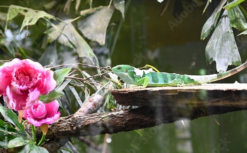 A lau banded iguana  in green and flower vegetation photo