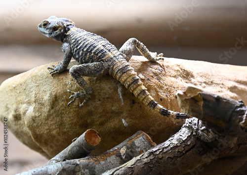 A roughtail rock agama (the stellion) looks for food photo