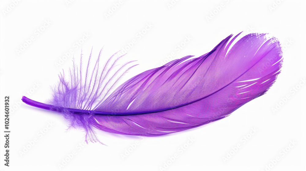 Purple feather on white background, soft and delicate, contrasting colors beautifully. Purple feather on white background, soft and delicate, contrasting colors beautifully.