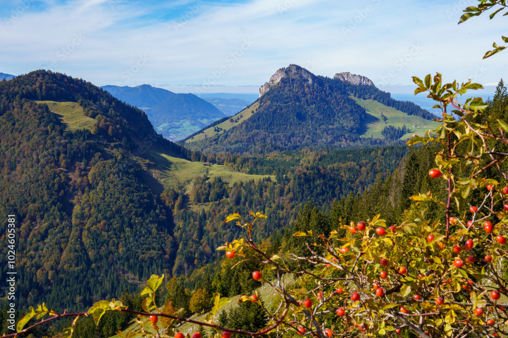 Obraz premium View from Spitzstein, a popular hiking mountain (Bavarian-Tyrolean border) with a view over a rosehip bush to Heuberg, a four-peaked mountain (Kitzstein 1398 m) in Bavaria, Chiemgau Alps