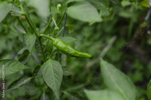 Horizontal photograph of an Italian green bell pepper planted in the garden. Source of fiber, antioxidants, vitamin C, potassium and other nutrients. Organic and healthy food. Copy-paste.