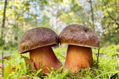 Two young edible Neoboletus luridiformis mushrooms grow in a moss in a forest. Bay-brown cap, red pores and red-dotted yellow stem. The flesh stains dark blue when broken, then turn yellow.