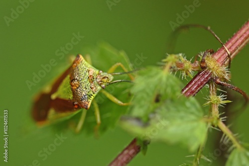 Wipfel-Stachelwanze (Acanthosoma haemorrhoidale) mit Wassertropfen auf Brennnessel photo