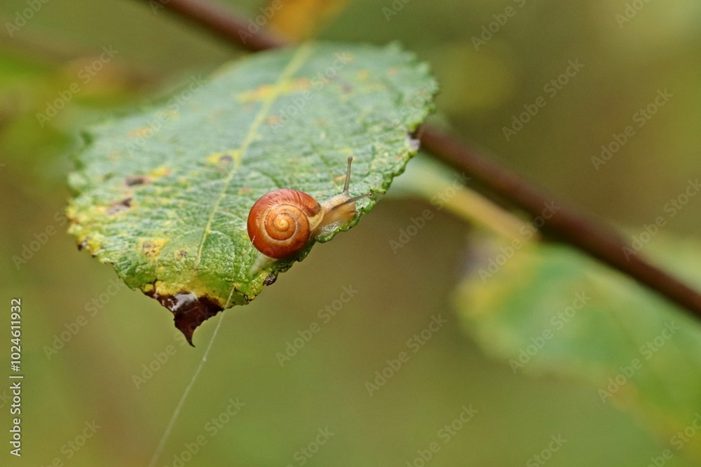 Junge Schnirkelschnecke auf Blatt Junge Schnirkelschnecke auf Blatt