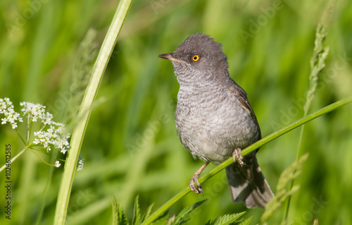 Barred warbler, Sylvia nisoria. A bird sits on the stem of a plant in a meadow photo