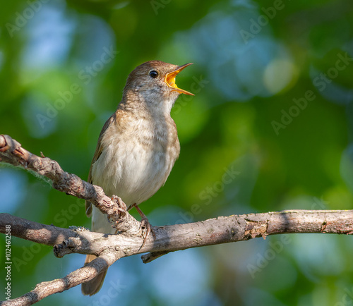 Thrush Nightingale, Luscinia luscinia. A bird sings sitting on a tree branch photo