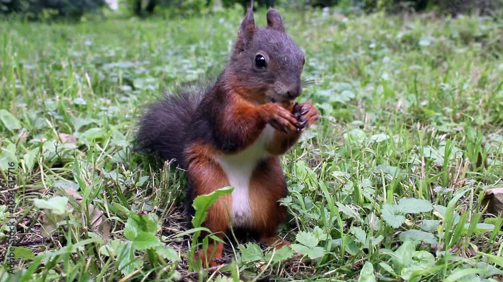 squirrel in the park