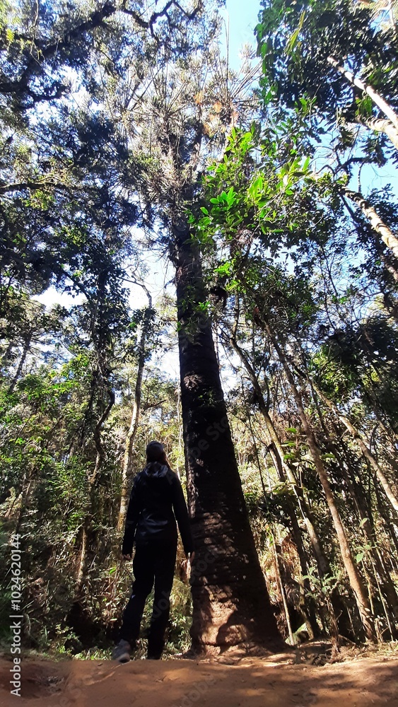 Fototapeta premium trilha para pinheiro velho em monta verde, minas gerais 