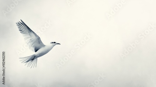 Soaring Serenity: A Graceful Seabird Glides Against the Sky