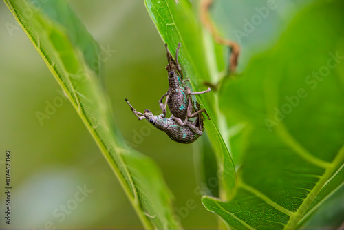 Weevil Mating