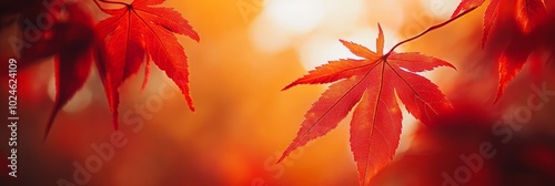 Red Maple Leaves in Autumn, Autumnal Background, Vibrant Fall Colors, Golden Sunlight Backlighting