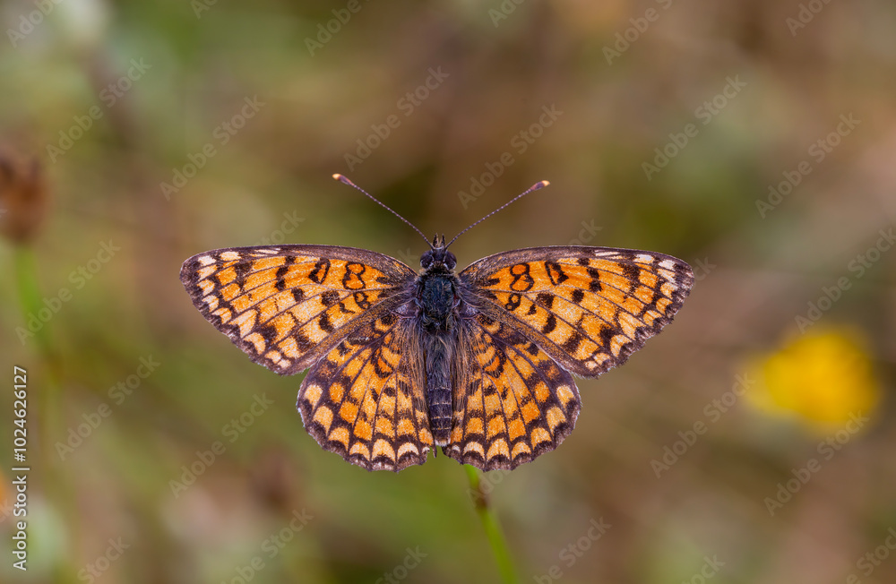 a butterfly with its wingspan wide open, Melitaea phoebe a butterfly with its wingspan wide open, Melitaea phoebe