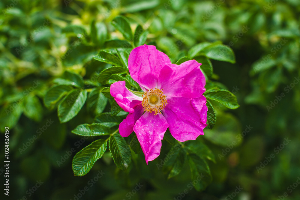 This photograph features a vibrant pink wild rose (likely a rosehip bloom) surrounded by lush, deep green leaves. This photograph features a vibrant pink wild rose (likely a rosehip bloom) surrounded by lush, deep green leaves.