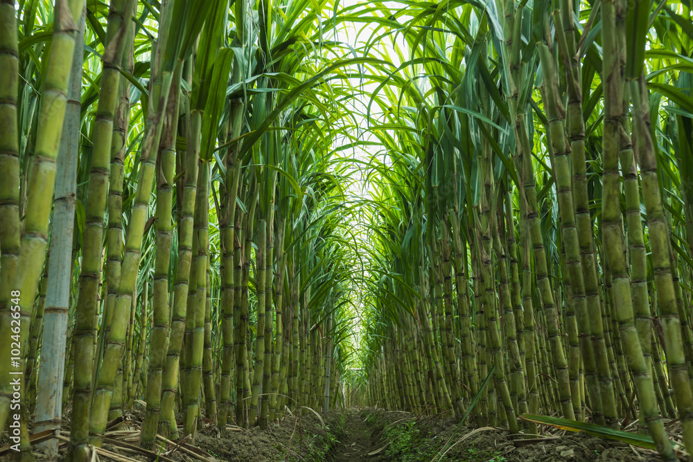 Fototapeta premium Sugarcane plants grow in field