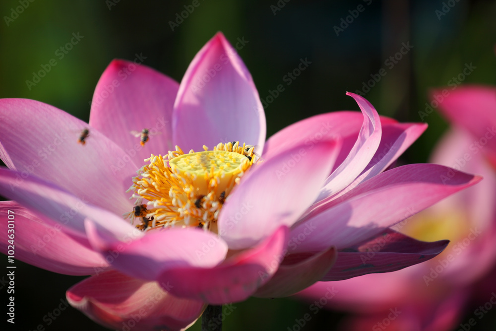 Beautiful Pink Lotus Flower with Bees Beautiful Pink Lotus Flower with Bees