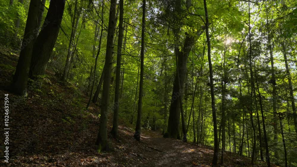 Walking through the autumn forest with the sun