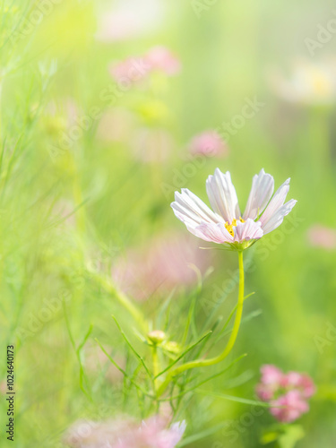 秋の公園や花壇を彩るコスモスのある風景。背景。自然風景素材。