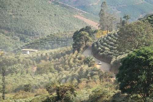 paisagem com cafezais floridos em alto caparaó, minas gerais 