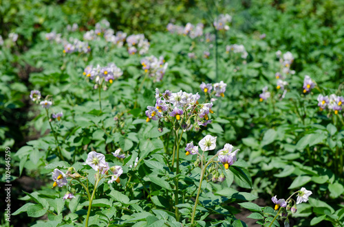 potato flowering, potato bushes