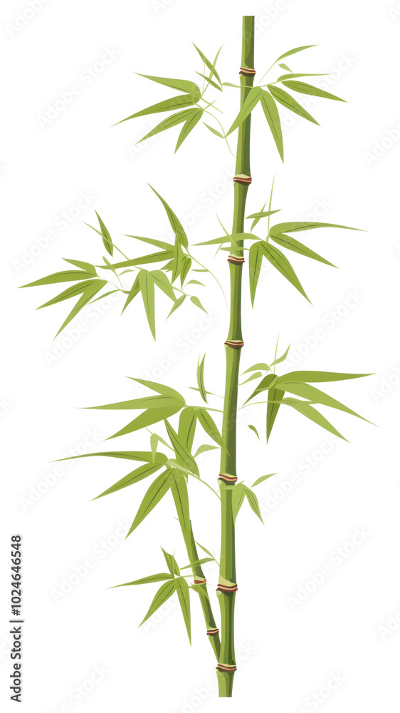 PNG Bamboo plant white background freshness. PNG Bamboo plant white background freshness.