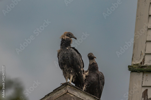 Black Vulture fledgling and adult perched on a roof of an abandoned building photo