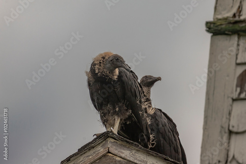 Black Vulture fledgling and adult perched on a roof of an abandoned building photo