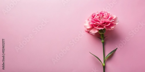 A single delicate pink carnation with soft petals and a green stem against a pastel pink backdrop.