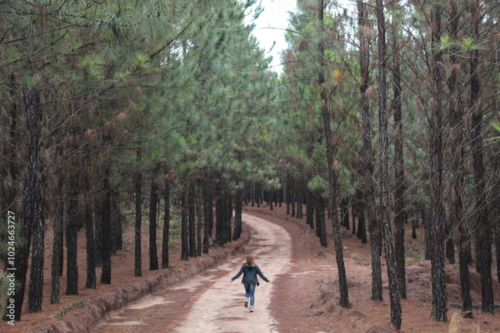 Fototapeta premium mulher caminhando em estrada de terra com pinheiros nas laterais 
