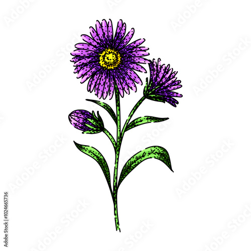 garden aster hand drawn. daisy autumn, wildflower bouquet, colorful hardy garden aster vector sketch. isolated color illustration