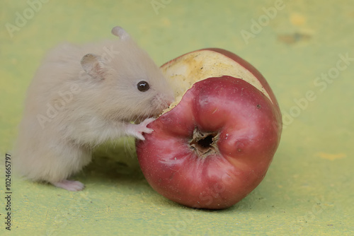 A Campbell Dwarf Hamster is Eating A Ripe Apple that falls to the ground. This rodent has the scientific name Phodopus Campbelli.