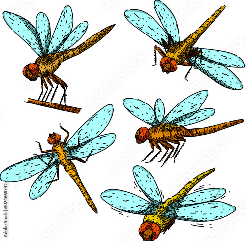 dragonfly set hand drawn. wings flight, nature pond, predator aquatic dragonfly vector sketch. isolated color illustration