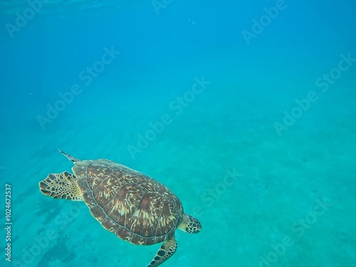 green sea turtle underwater video. Chelonia mydas swimming and breathing at sea surface before diving, undersea in caribbean sea photo