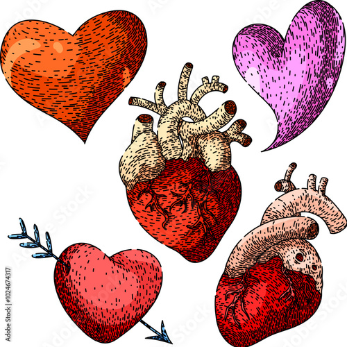 heart set hand drawn. pulse rhythm, ventricle aorta, artery vein heart vector sketch. isolated color illustration