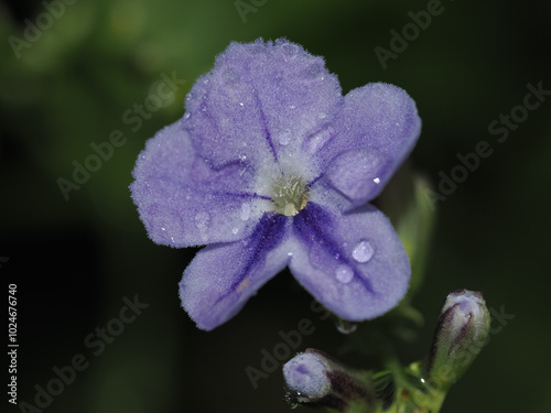 Purple Flower