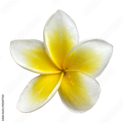 plumeria hawaii flower