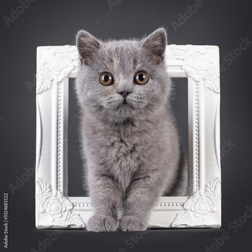 Cute tortie British Shothair cat kitten, standing through white photo frame. Looking to camera with brownish round eyes. Isolated on a black background. photo