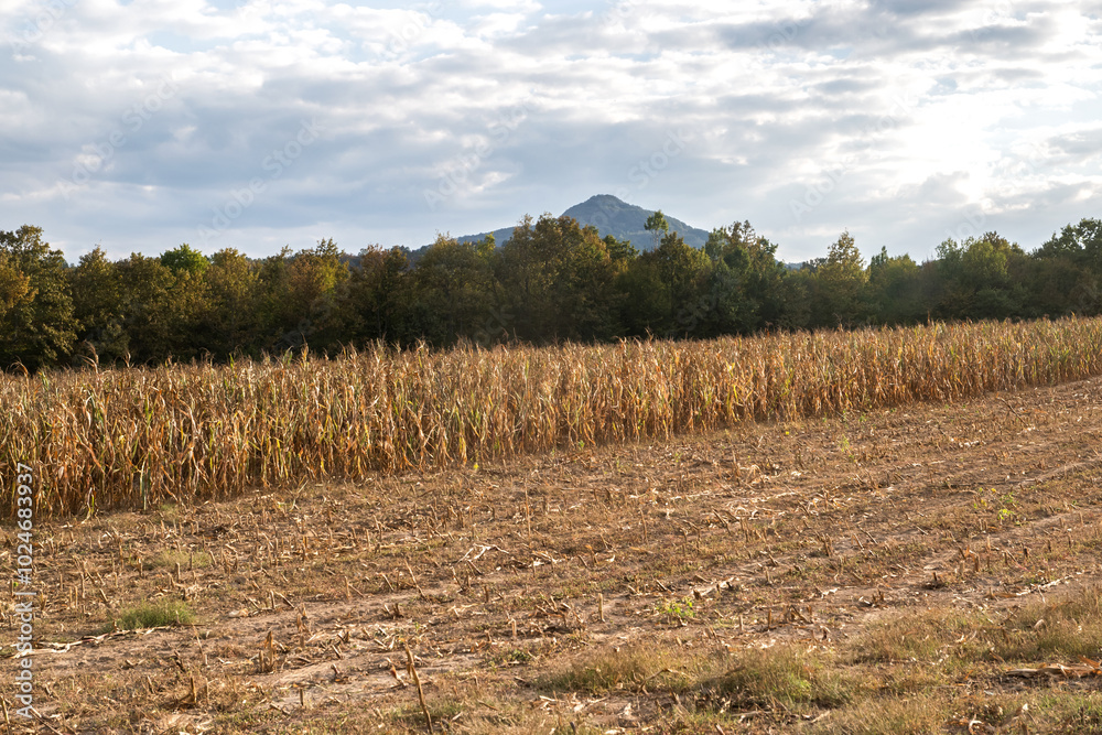 Dry corn field with mountains in the autumn background on sunny day at sunset Dry corn field with mountains in the autumn background on sunny day at sunset