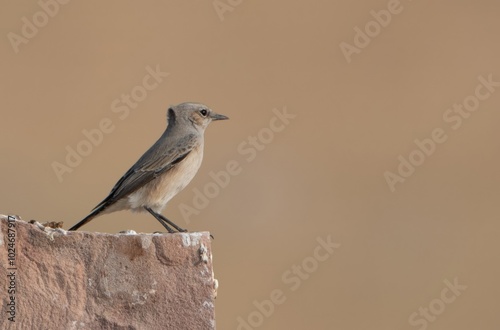 isabelline wheatear (Oenanthe isabellina) at Desert National Park in Rajasthan, India