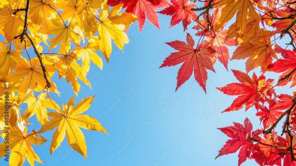 Fototapeta premium Vibrant canopy of red and yellow autumn leaves against a clear blue sky, capturing the full color spectrum of the season
