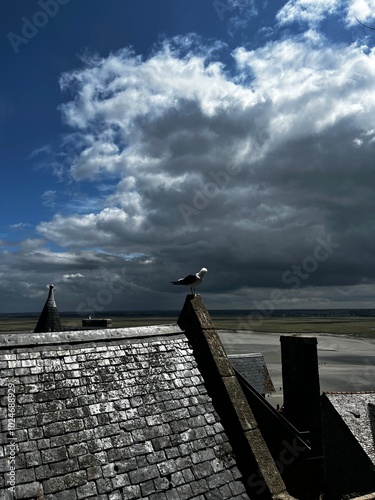 seagull on the roof