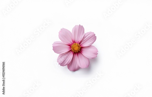 A single pink flower with a yellow center is on a white background.