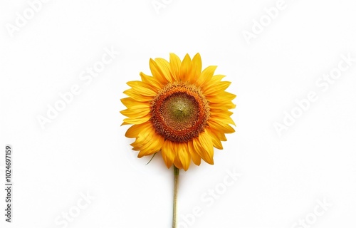 A single sunflower with yellow petals and a brown center sits against a plain white background.