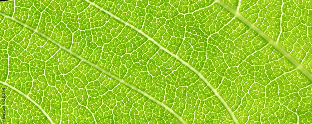 Macro photography of green leaf. Beautiful nature background. Leaf texture with veins close-up. Banner. Macro photography of green leaf. Beautiful nature background. Leaf texture with veins close-up. Banner.