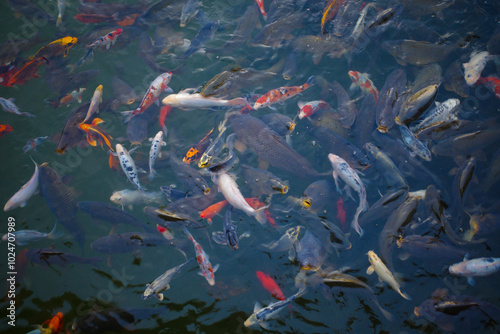 Фотография A colorful collection of koi fish swimming in a lively pond scene