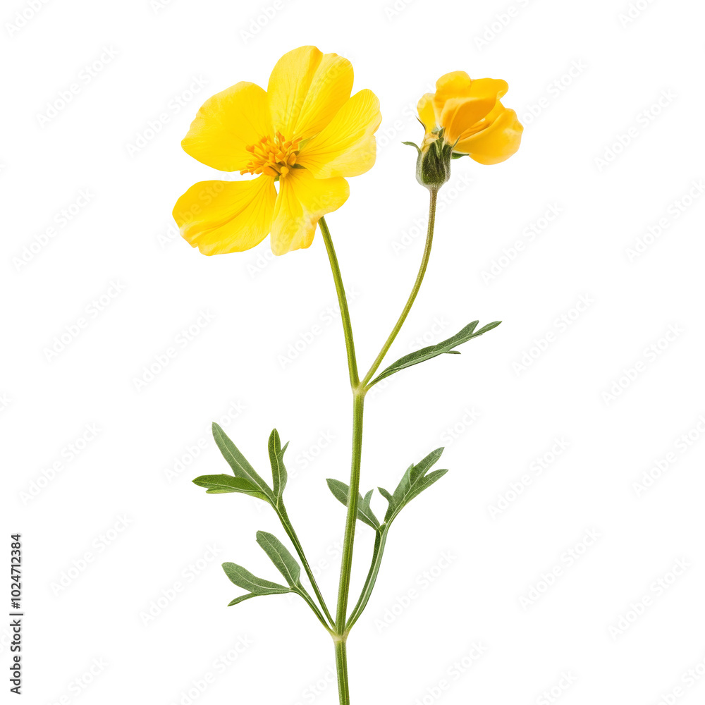 mustard flower isolated on white. mustard flower isolated on white.